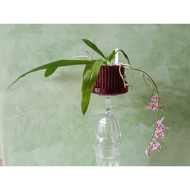 Due mini phalaenopsis in fiore in vasi per orchidee Orchitop small