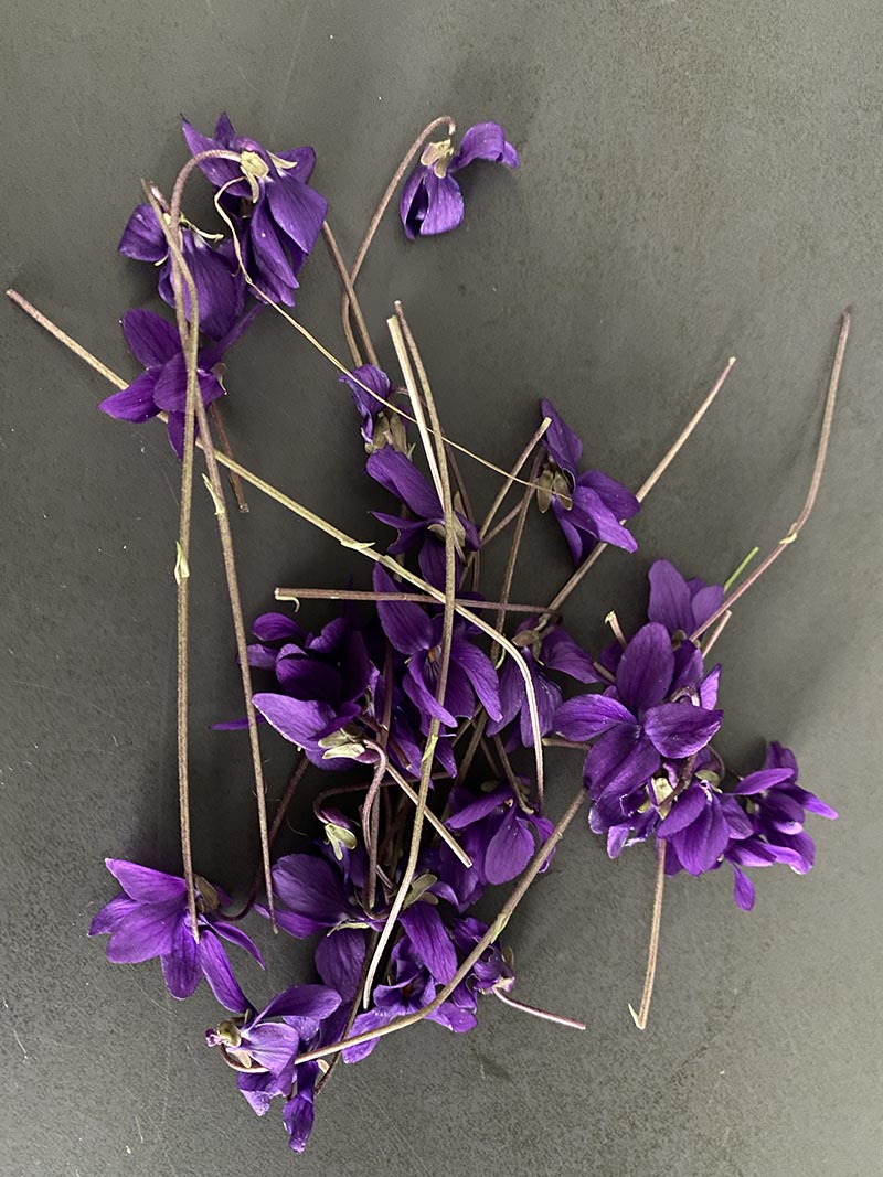 Violette appena raccolte